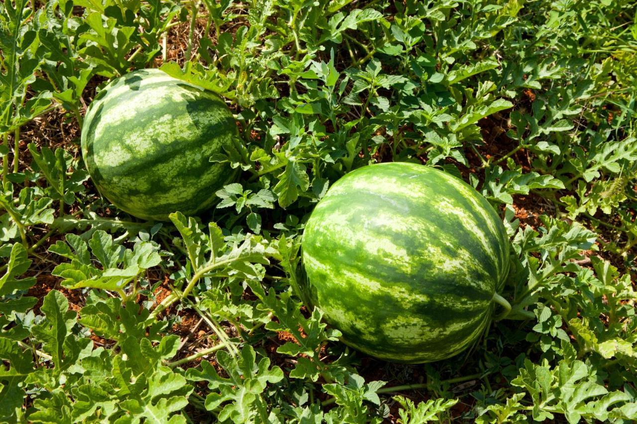 Agroturisme Can Planells Sant Miquel de Balansat Dış mekan fotoğraf