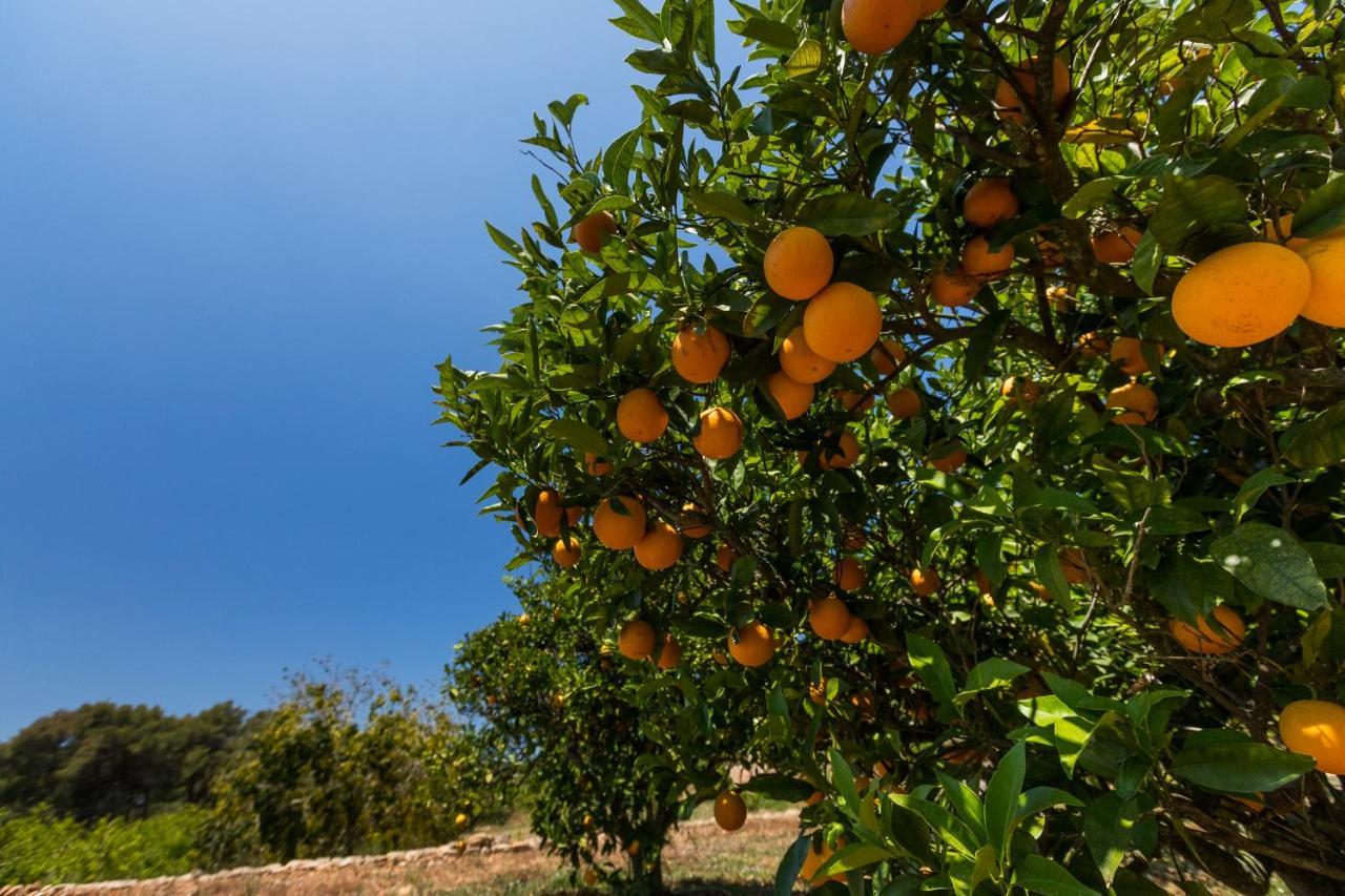 Agroturisme Can Planells Sant Miquel de Balansat Dış mekan fotoğraf