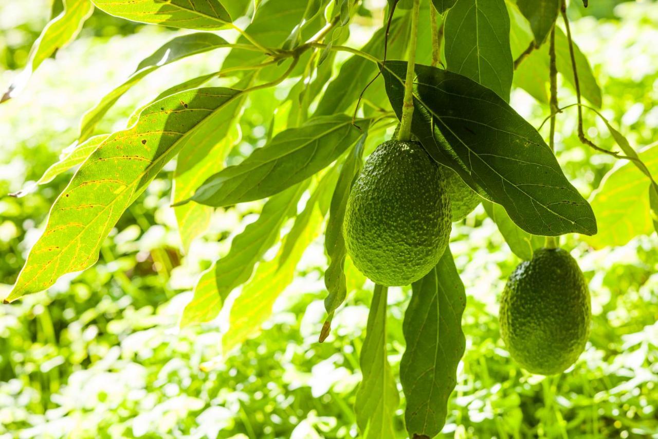 Agroturisme Can Planells Sant Miquel de Balansat Dış mekan fotoğraf