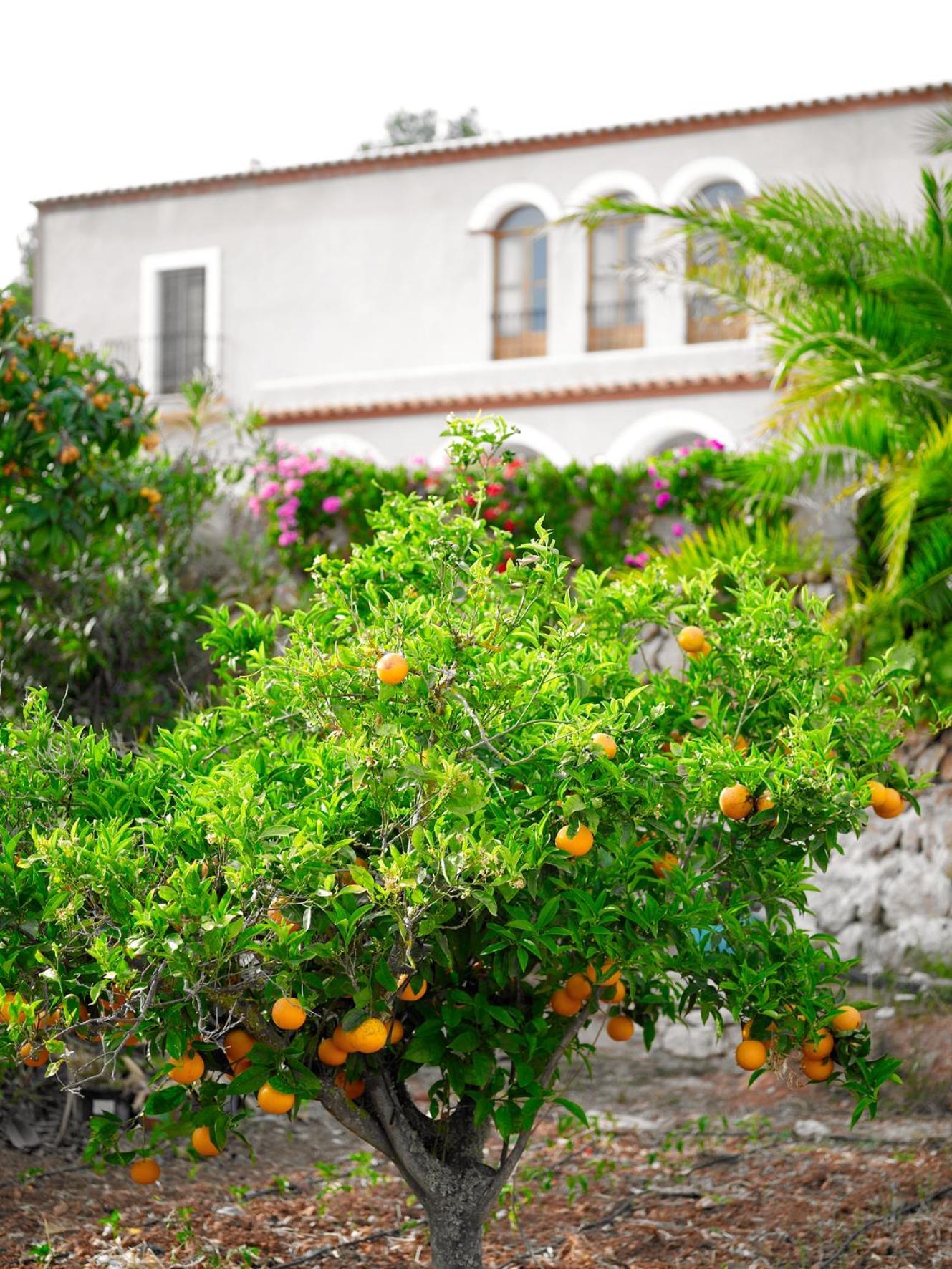 Agroturisme Can Planells Sant Miquel de Balansat Dış mekan fotoğraf
